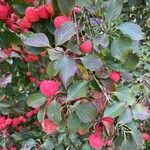 Cornus kousa Frucht