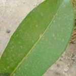 Syzygium cumini Leaf