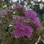 Callicarpa pedunculata Flower
