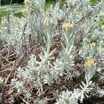 Helichrysum trilineatum ᱵᱟᱦᱟ