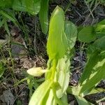 Epipactis gigantea Hostoa