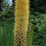 Eremurus stenophyllus Flower