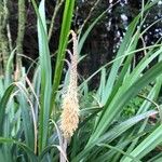 Carex pendula花