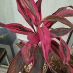 Cordyline fruticosaLeaf