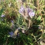 Phacelia tanacetifoliaFiore