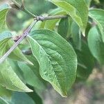 Cornus masDeilen