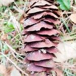 Pseudotsuga macrocarpa Meyve