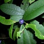 Psychotria microglossa Elinympäristö