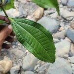 Miconia prasina Leaf