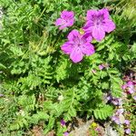 Erodium carvifolium