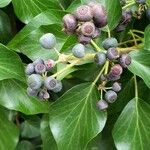 Hedera colchica Fruto