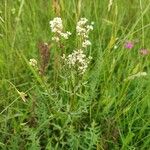 Galium boreale Habit