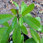 Choisya ternata Leaf