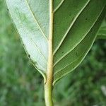 Nectandra membranacea Écorce