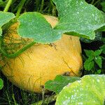 Cucurbita maxima Fruit