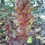 Orobanche hederae Blomma