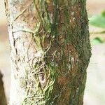 Taeniophyllum muelleri Corteza