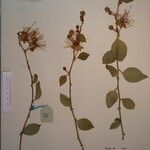 Capparis zeylanica Sonstige