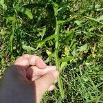 Lactuca graminifolia Листок