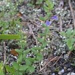 Scutellaria parvula Habit