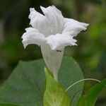Ruellia tubiflora Květ
