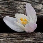 Allium roseum Flower