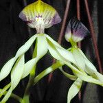 Prosthechea cochleata Fleur