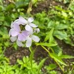 Cardamine bulbifera Fleur