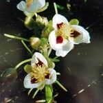 Sagittaria montevidensis Flor
