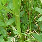 Scrophularia oblongifolia Yeri