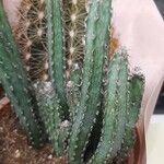Cereus spegazzinii Leaf