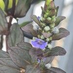 Ajuga pyramidalis Flower