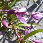 Epilobium dodonaei Other