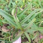 Agalinis genistifolia Blad