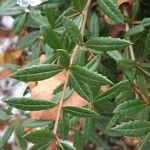 Berberis julianae 叶