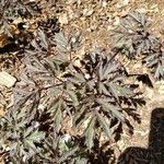 Actaea racemosa Leaf