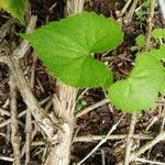 Spananthe paniculata Leaf