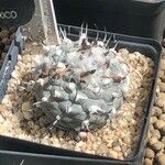 Turbinicarpus schmiedickeanus Листок