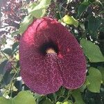 Aristolochia littoralis Fruit