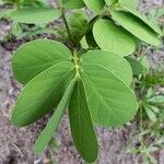 Cassia obtusifolia Leaf