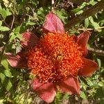 Haemanthus coccineus Floare