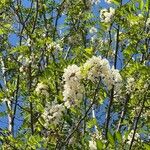 Robinia pseudoacaciaBlomma