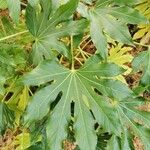 Fatsia japonica 葉