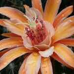 Cleistocactus spp. Flor
