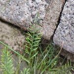 Catapodium rigidum Hoja