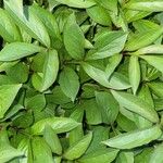 Paeonia lactiflora Leht