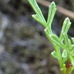 Tagetes multiflora পাতা