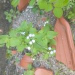 Ageratum conyzoidesFlower