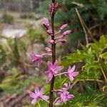 Dipodium roseumΛουλούδι