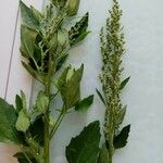 Chenopodium berlandieri Foglia